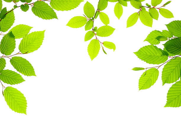 frische grüne blätter - beech leaf isolated leaf new stock-fotos und bilder