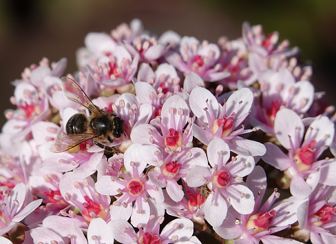 A worker bee flying and collecting pollen from the blackberry blossoms in the nature