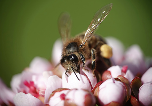 A macro shot of a honey bee on Indian rhubarb flowers in a garden.