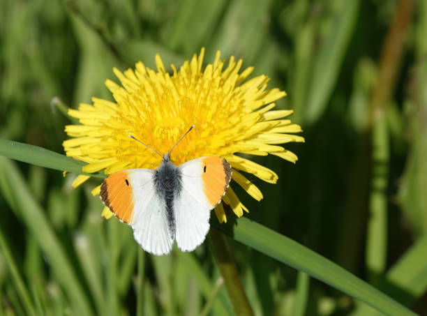 istock An orange-tip butterfly, anthocharis cardamines, perching on a dandelion in a garden. 1830226731