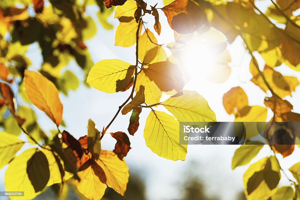 カラフルな秋の葉、太陽の下で - �オレンジ色のロイヤリティフリーストックフォト