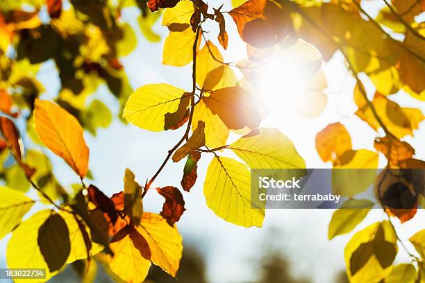 カラフルな秋の葉太陽の下で - オレンジ色のストックフォトや画像を多数ご用意 - オレンジ色, カラフル, カラー画像