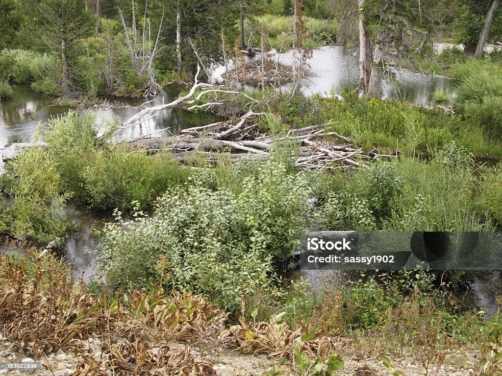 Pond Beaver Staudämme - Lizenzfrei Biberdamm Stock-Foto