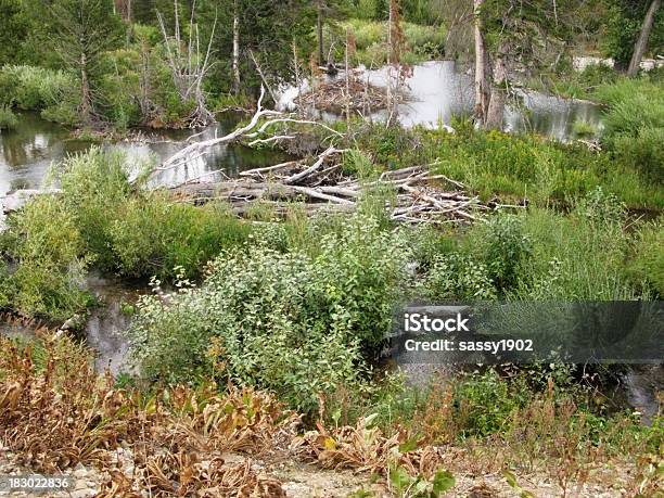 Pond Beaver Staudämme Stockfoto und mehr Bilder von Biberdamm - Biberdamm, Marsch, Baum