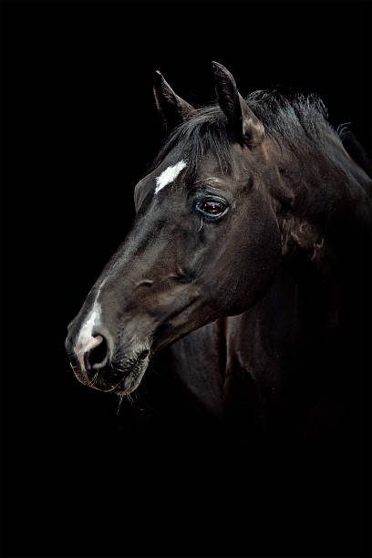 Portrait de cheval noir - Photo