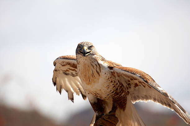 istock Ferrungous Hawk in Arizona desert 183023024