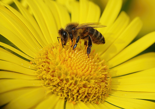 A yellow daisy with a honey bee collecting pollen.