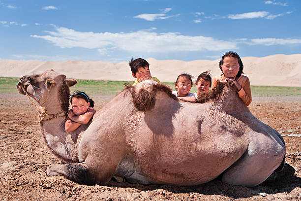 монгольского детей с верблюжий - bactrian camel camel independent mongolia gobi desert стоковые фото и изображения