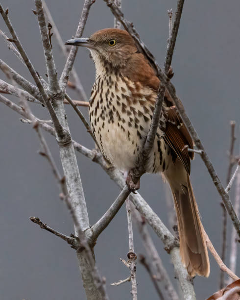 istock Brown Thrasher Bird on a branch 1830235323