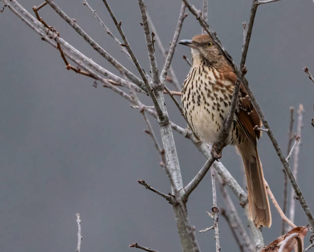 istock Brown Thrasher Bird on a branch 1830235335