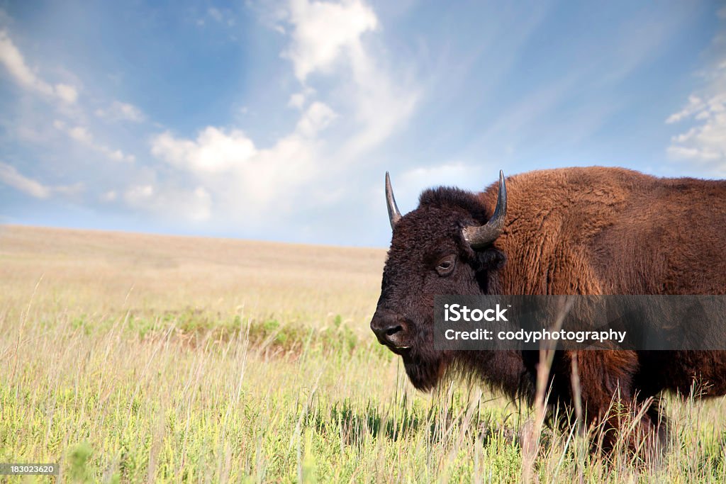 Buffalo un bisonte americano - Foto de stock de Oklahoma libre de derechos