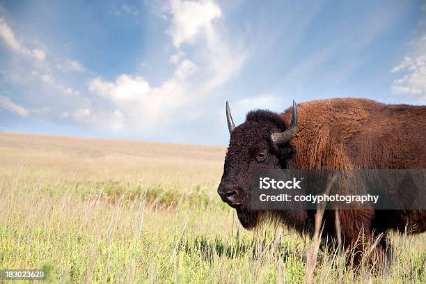 Buffalo Un Bisonte Americano Foto de stock y más banco de imágenes de Oklahoma - Oklahoma, Bisonte Americano, Campo - Tierra cultivada