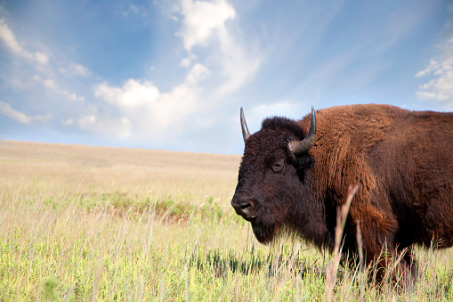A shot of a buffalo on the great plains. Shot with a Canon 5d.