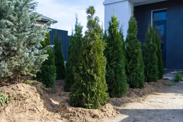Planting Thuja occidentalis in the garden. Gardening and landscaping.