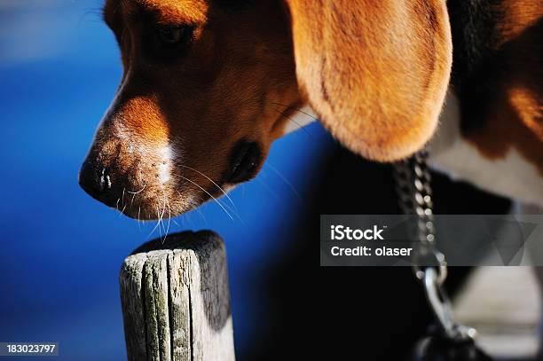 Plano Aproximado De Escutar Cão No Perfil Contra Mar - Fotografias de stock e mais imagens de Aberto