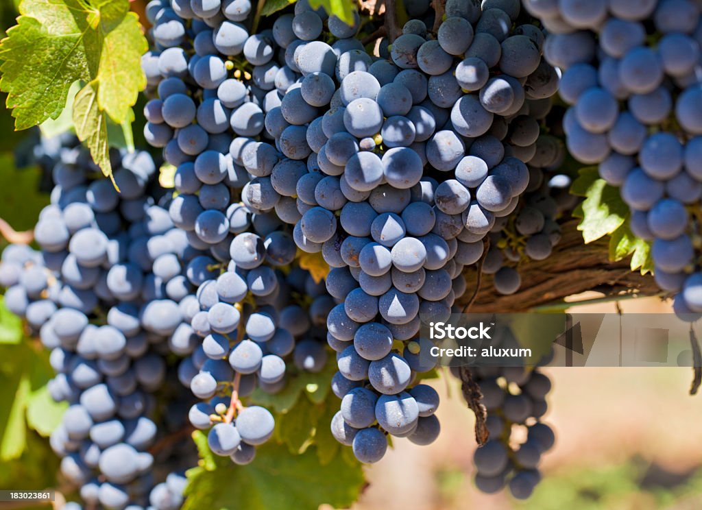 red grapes on vine red grapes hanging on vine in the region of Penedes Catalonia Spain Vineyard Stock Photo