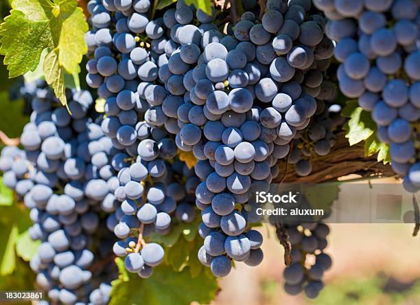 Red Grapes On Vine Stock Photo - Download Image Now - Vineyard, Grape, Black Color