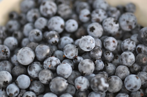 Wild Low-Bush Bluberries (Vaccinium angustifolium)