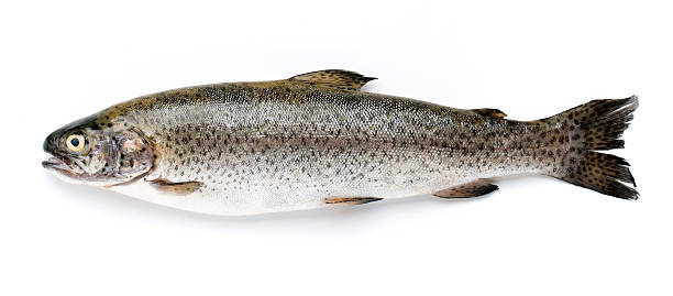 Trout on white background find laid flat not out Trout isolated on white background trout stock pictures, royalty-free photos & images