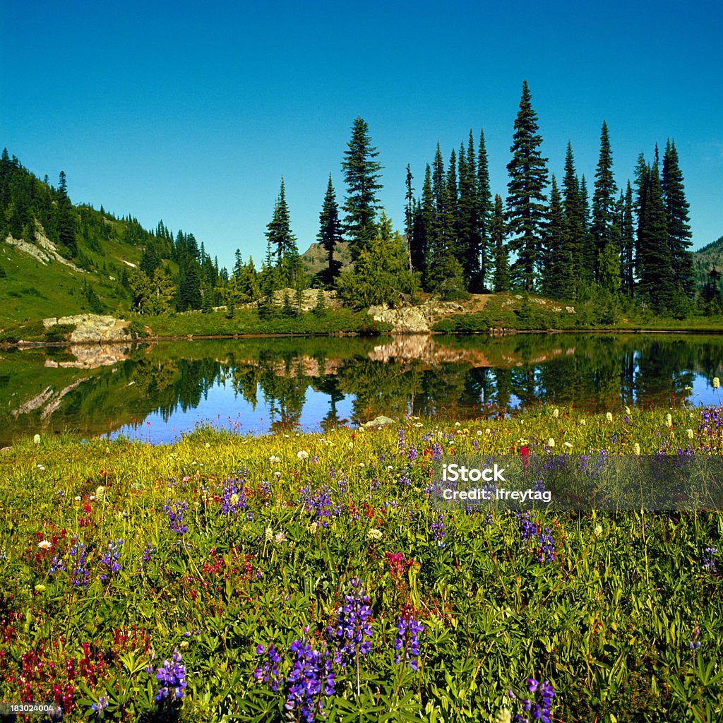 Łonie natury i alpejskie Jezioro, Mount Rainier, Waszyngton - Zbiór zdjęć royalty-free (Dziki kwiat)
