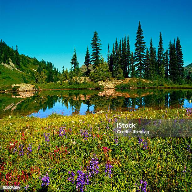 Łonie Natury I Alpejskie Jezioro Mount Rainier Waszyngton - zdjęcia stockowe i więcej obrazów Dziki kwiat