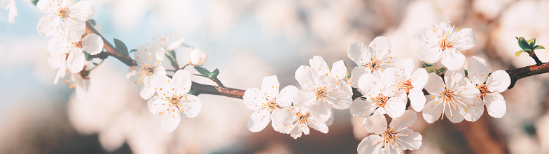Beautiful springtime background. Close-up of blossoming branches of a flowering tree. Web banner. Panorama.