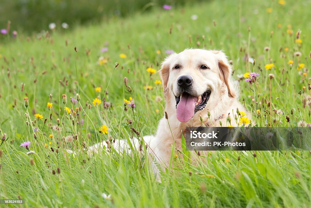 Dog on a meadow Golden Retriever on a meadow Golden Retriever Stock Photo