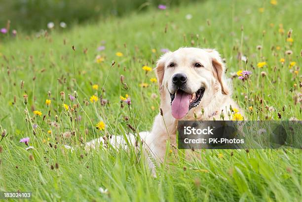 Dog On A Meadow Stock Photo - Download Image Now - Golden Retriever, Meadow, Animal