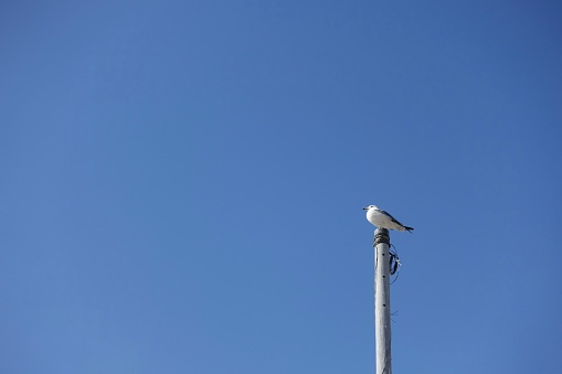 Seagulls perched on the top of a pole against a bright sky background.