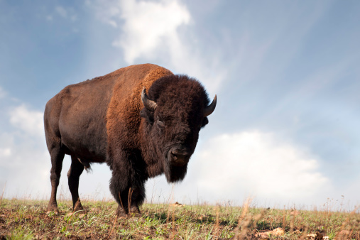 Buffalo un bisonte americano photo