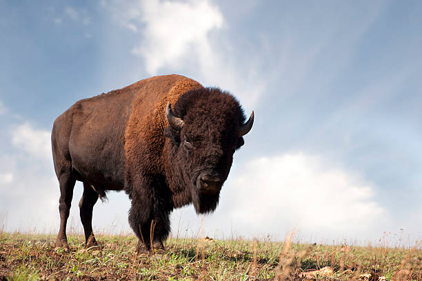 buffalo un bisonte americano - bisonte americano fotografías e imágenes de stock