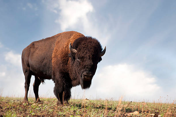 Buffalo an American Bison A photograph of a buffalo shot from a low perspective. Photographed with a canon 5d. american bison stock pictures, royalty-free photos & images