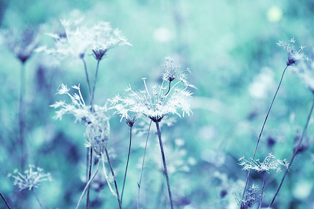 Dried Queen Anne's Lace wildflowers