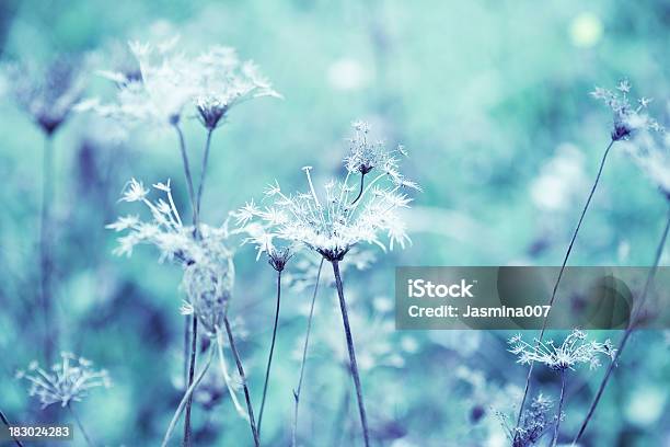 Dried Queen Annes Lace Wildflowers Stock Photo - Download Image Now - Winter, Flower, Abstract