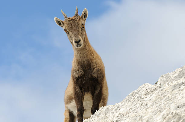 istock Portrait of young rock goat 183024389