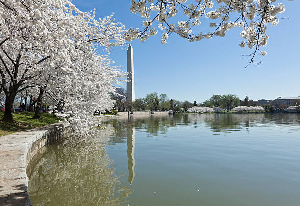 istock Washington Monument with Cherry Blossoms Reflecting in Tidal Basin 183024717