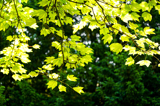 Fresh green leaves of maple. Tree in close-up. Natural background.
