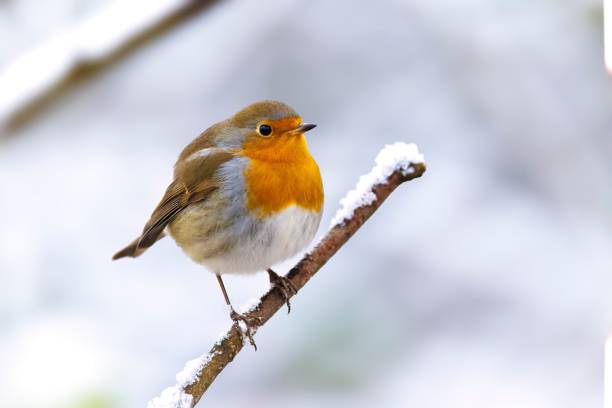istock Beautiful robin bird perched on a dry, brown branch against a white background 1830250969