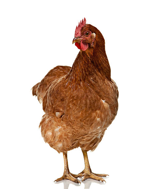 rosso sesso-link hen isolato su bianco - chicken isolated poultry animal foto e immagini stock