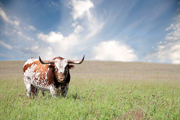 taureau de buffle, au texas - texas longhorn cattle bull cattle ranch photos et images de collection