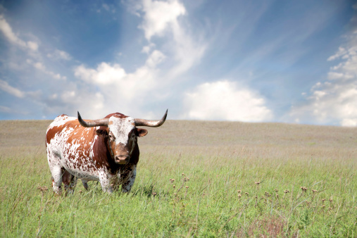 Cow bull standing on meadow during golden hour at evening in Basque Country, Spain