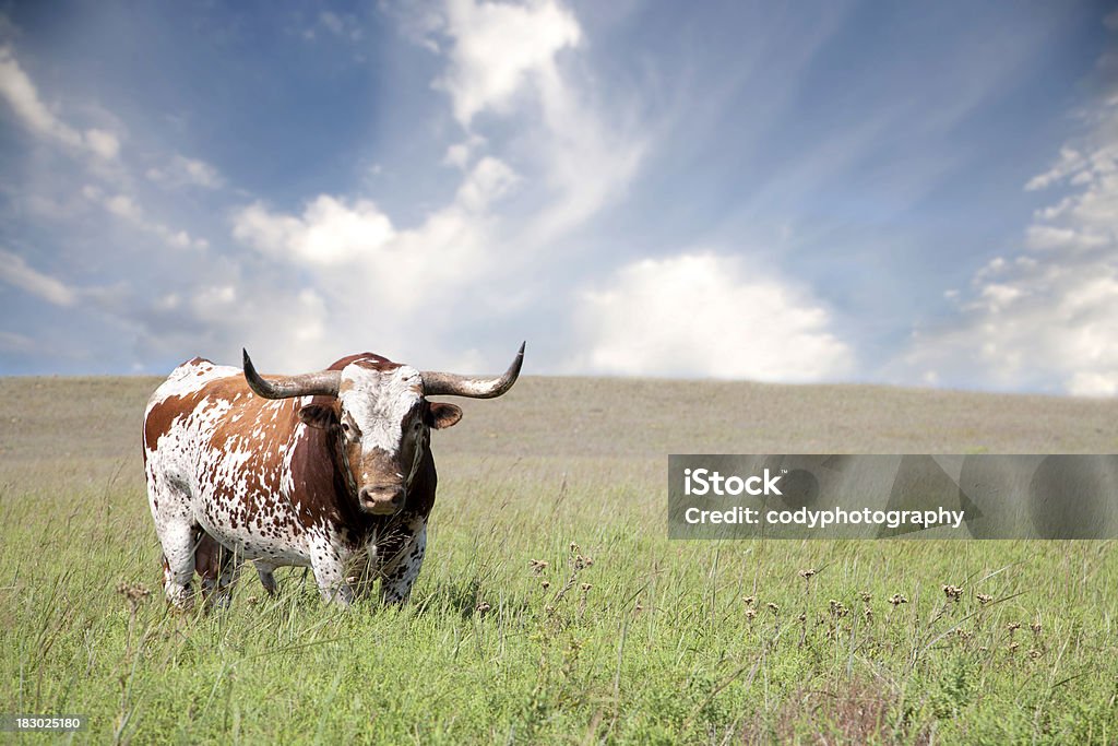 Texas Longhorn Bull A texas longhorn bull in a field.Please see some of my other photographs click the link: Texas Longhorn Cattle Stock Photo