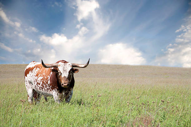 Texas Longhorn Bull A texas longhorn bull in a field.Please see some of my other photographs click the link: calf ranch field pasture stock pictures, royalty-free photos & images