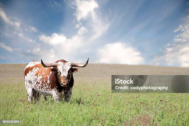 Texas Longhorn Bull Stock Photo - Download Image Now - Texas Longhorn Cattle, Bull - Animal, Oklahoma