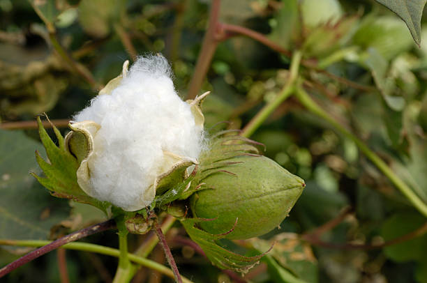 istock Close-up of Cotton Bolls on Plant 183025248