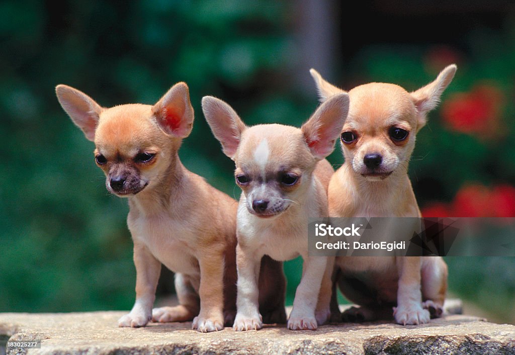 Animali cane chihuahua - Foto stock royalty-free di Animale