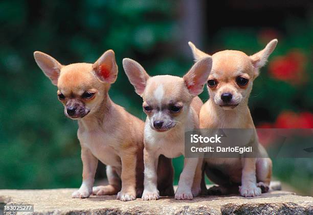 Animali Cane Chihuahua - Fotografie stock e altre immagini di Animale - Animale, Cagnolino, Cagnolino da salotto