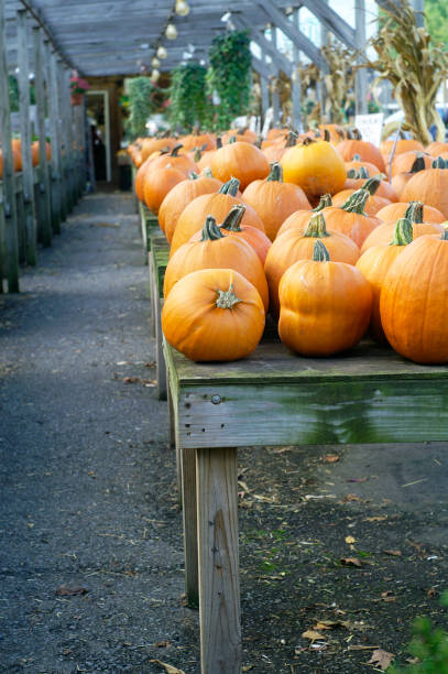 istock Pumpkins for Sale 183025289