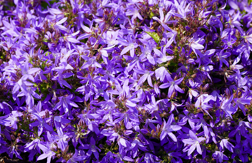 Purple bellflower flowers. Flowering plant close-up. Ground cover. Campanula.