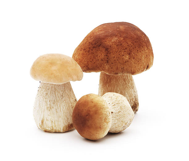 forest mushrooms group of forest mushrooms porcini mushroom stock pictures, royalty-free photos & images